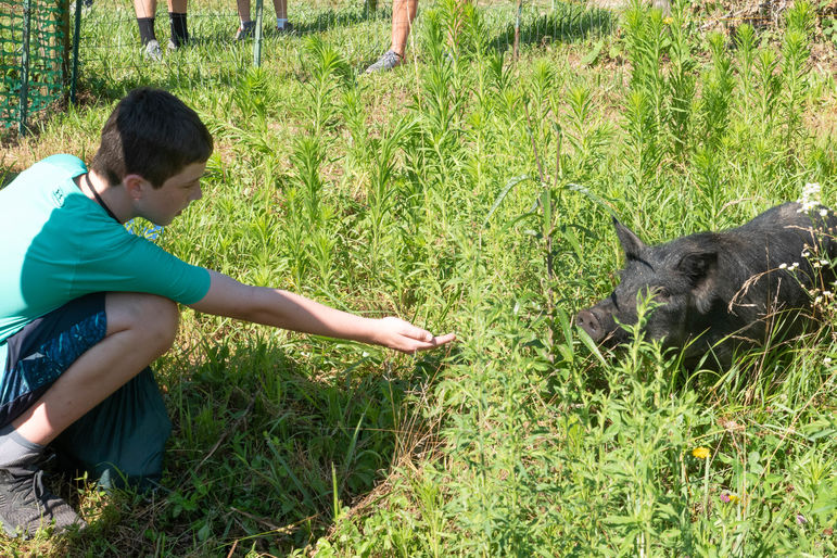 Saying hello to one of our new pigs, Wilma
