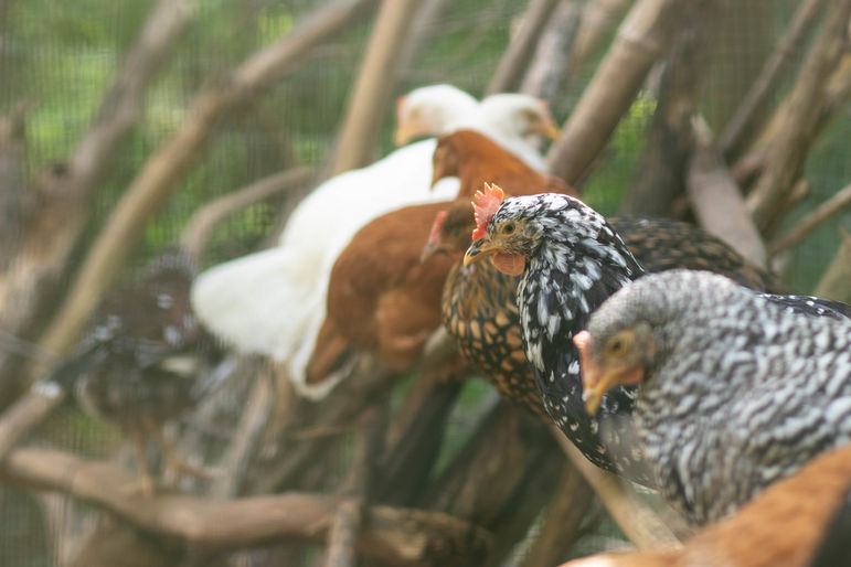 Some of camp’s fine feathered friends