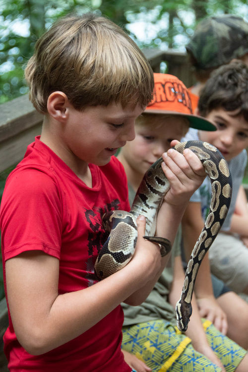 One of our boa constrictors that lives at the Nature Hut, named