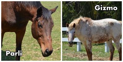 gizmo and parli