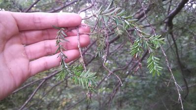 Hemlock has short soft needles on droopy branches