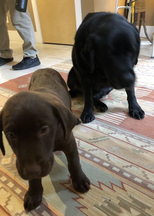 my fellow camp dog, Lulu, isn’t sure what she thinks of me yet… but we’ll be best dog friends soon!