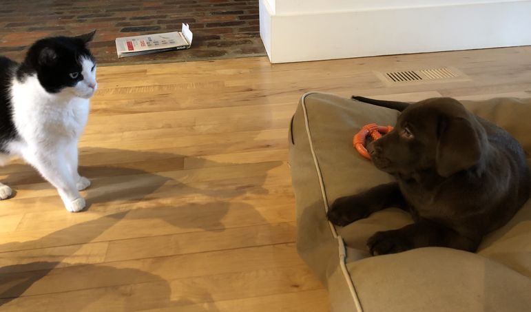 Lipton the cat meeting me for the first time at Iolaire.