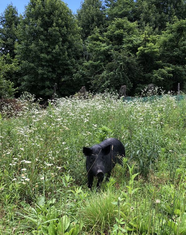 One of camp’s new pigs, Wilma