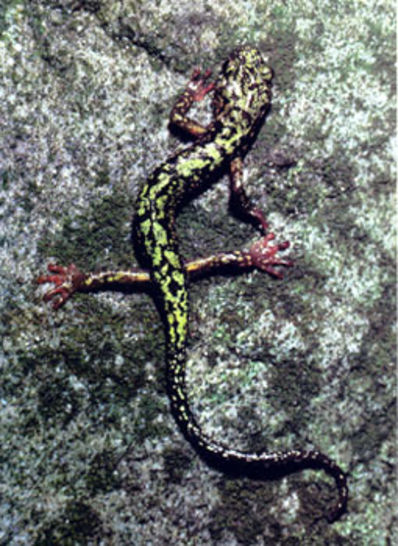 Falling Creek Green Salamander