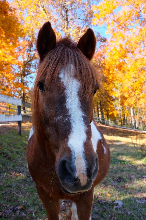 Skittles The Horse Saying Hello At Falling Creek Camp