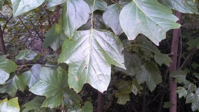 Yellow Poplar leaves have a unique 4-point shape